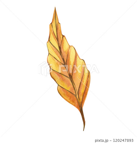 Yellow beech tree leaf hand painted with watercolor on white background. Watercolor illustration. Suitable for Thanksgiving invitations and cards, design, scrapbooking, decor. 120247893