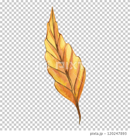 Yellow beech tree leaf hand painted with watercolor on white background. Watercolor illustration. Suitable for Thanksgiving invitations and cards, design, scrapbooking, decor. 120247893