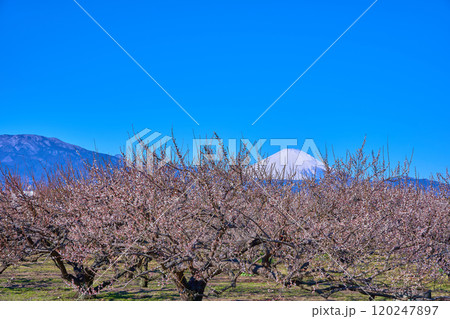 神奈川県小田原市の曽我梅林と富士山 120247897