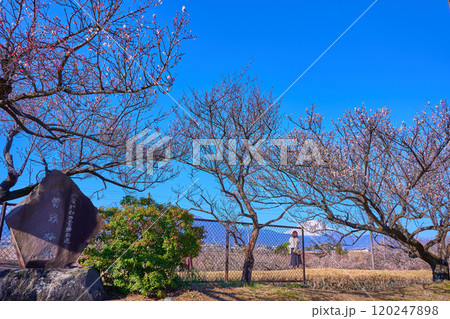 神奈川県小田原市の曽我梅林と富士山 神奈川県小田原市の曽我梅林と富士山 120247898