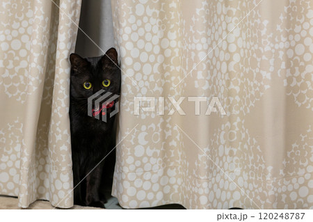 黒猫の日常 黒猫の日常 120248787