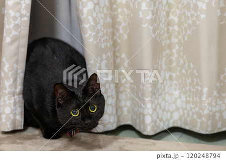 黒猫の日常 黒猫の日常 120248794