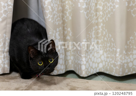 黒猫の日常 120248795