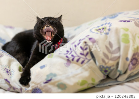 黒猫の日常 120248805