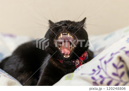 黒猫の日常 120248806