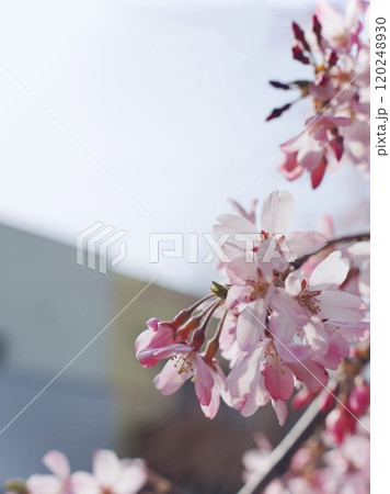 桜の花とつぼみ 桜の花とつぼみ 120248930