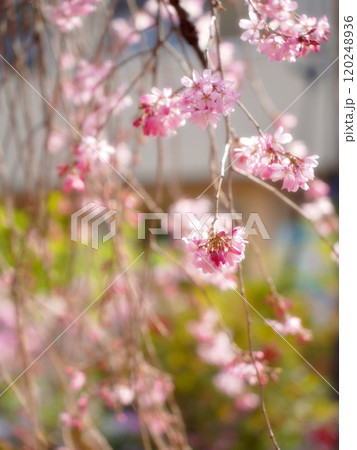 春の公園に咲いた枝垂れ桜 120248936