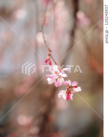 咲き始めた枝垂れ桜 120248937