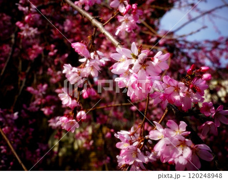 ピンク色の花びらが綺麗な満開の枝垂れ桜 120248948