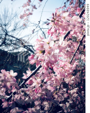 青空に映える満開の桜 青空に映える満開の桜 120248949