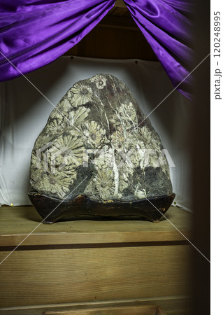 大津　建部大社　菊化石　滋賀県大津市 120248995