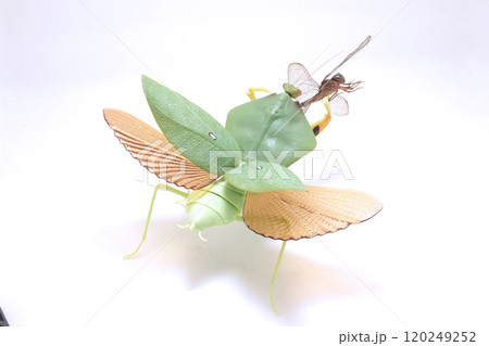 Dragonfly Perched on Praying Mantis Against White Background 120249252