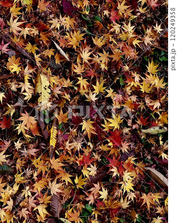 地面に落ちた紅葉 120249358
