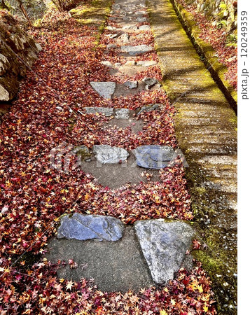 石畳に散る紅葉 120249359