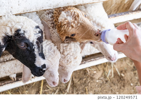 Beautiful cute sheep with curly hair suckling milk from a feeding bottle and eat grass or leaf that adult and kid holding behind a fence. 120249571