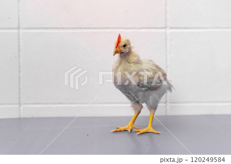 White Chick is standing on purple gray table in outdoor light. White Chick is standing on purple gray table in outdoor light. 120249584