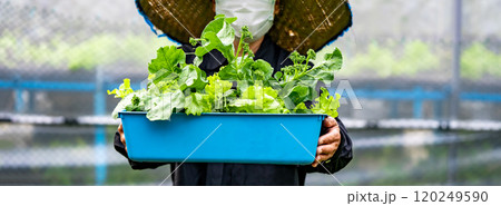 Workers on a farm are busily harvesting fresh greens for a green salad crop. They move through the rows of lush, green plants, carefully take the tender leaves with their hands. Workers on a farm are busily harvesting fresh greens for a green salad crop. They move through the rows of lush, green plants, carefully take the tender leaves with their hands. 120249590