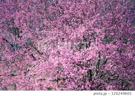 Close up shot of beautiful Nang Phaya Sua Krong tree or Wild Himalayan Cherry Prunus cerasoides at Doi Inthanon, Chiang Mai, Thailand.Nang Phaya Sua Krong tree nicknamed Sakura of Thailand. 120249605