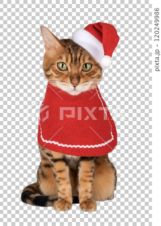 Adorable Bengal cat in Santa hat. 120249986