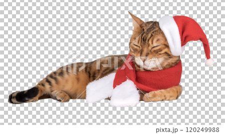 Adorable Bengal cat in Santa hat. Adorable Bengal cat in Santa hat. 120249988