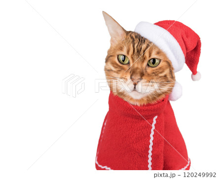 Beautiful Bengal cat in Santa suit on transparent background. Beautiful Bengal cat in Santa suit on transparent background. 120249992