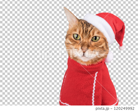 Beautiful Bengal cat in Santa suit on transparent background. Beautiful Bengal cat in Santa suit on transparent background. 120249992