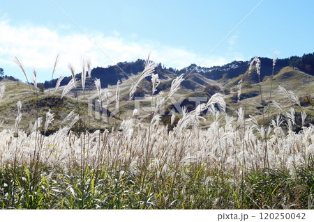 砥峰高原の秋（兵庫県 神崎郡 神河町） 120250042