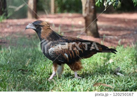 The black breasted buzzard is predator in nature at australia 120250167