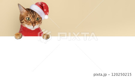 Adorable Bengal cat in Santa hat. 120250215