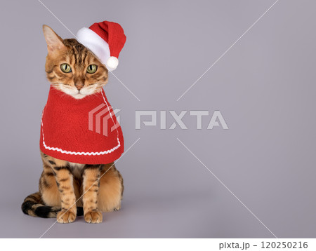 Adorable Bengal cat in Santa hat. 120250216