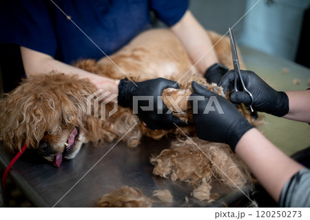 Enjoy a Dog Grooming Session with Exceptional Professional Care and Personalized Attention 120250273