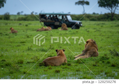 Male and female lions lie near jeep Male and female lions lie near jeep 120250276