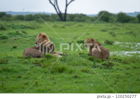 Male and female lions lie turning heads Male and female lions lie turning heads 120250277