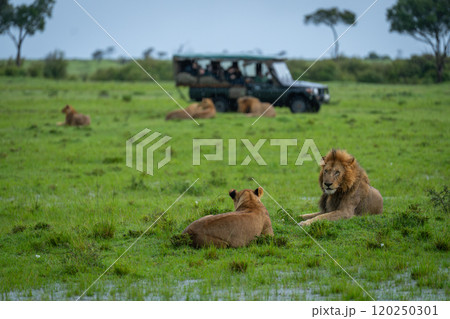 Male and female lions lie near vehicle 120250301