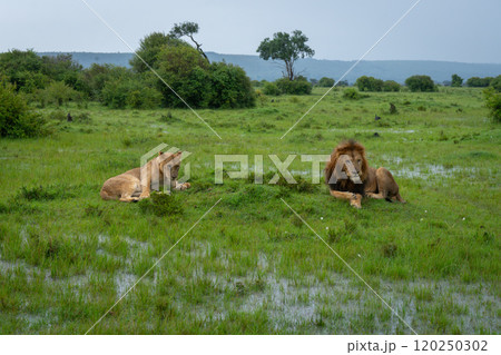 Male and female lions lie on savannah Male and female lions lie on savannah 120250302