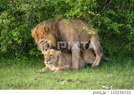 Lions mate on short grass in bushes Lions mate on short grass in bushes 120250318