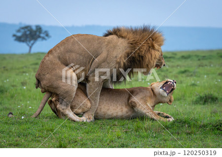 Lions snarl at each other during mating 120250319