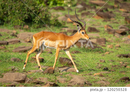 Male impala walks across rocks on hillside Male impala walks across rocks on hillside 120250328