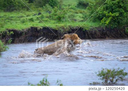 Male lion jumping through river near jeep 120250420
