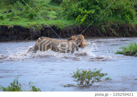 Male lion jumps across river near jeep 120250421