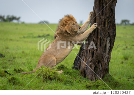Male lion leans with paws against trunk Male lion leans with paws against trunk 120250427