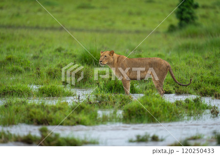 Lioness stands on flooded grassland in rain Lioness stands on flooded grassland in rain 120250433