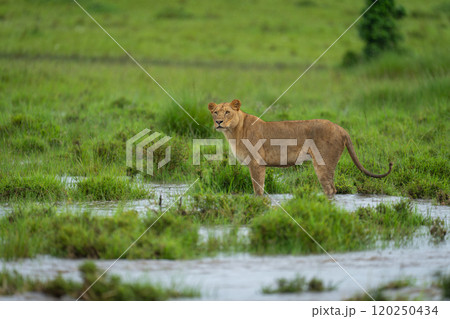 Lioness stands on flooded grassland turning head Lioness stands on flooded grassland turning head 120250434