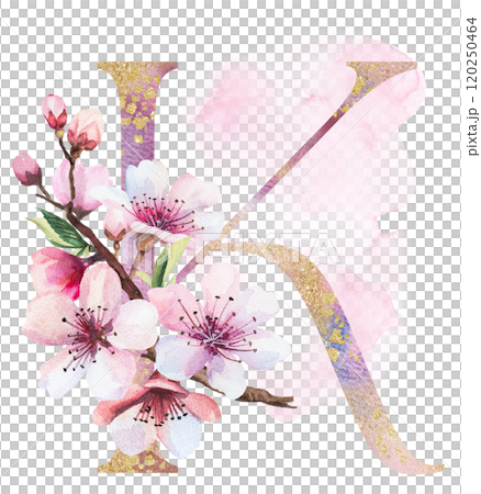 Watercolor and golden letter K with pink cherry flowers and buds, wedding sakura isolated element Watercolor and golden letter K with pink cherry flowers and buds, wedding sakura isolated element 120250464