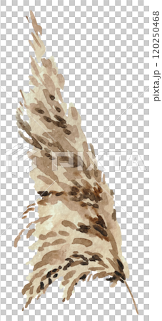 Watercolor dried pampas grass, biege tropical wedding element, Bohemian illustration 120250468