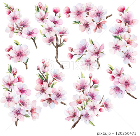 Sakura watercolor twigs with pink cherry flowers and leaves, wedding isolated illustration Sakura watercolor twigs with pink cherry flowers and leaves, wedding isolated illustration 120250473
