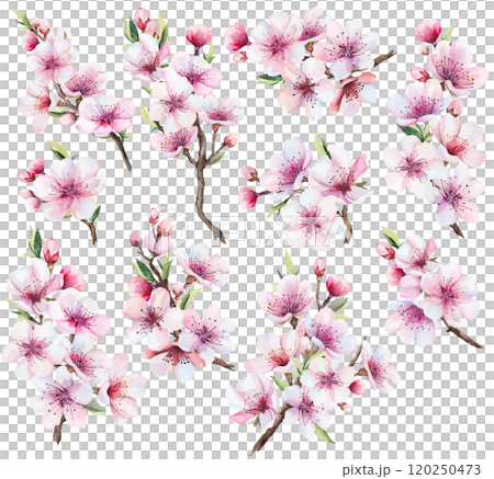 Sakura watercolor twigs with pink cherry flowers and leaves, wedding isolated illustration Sakura watercolor twigs with pink cherry flowers and leaves, wedding isolated illustration 120250473