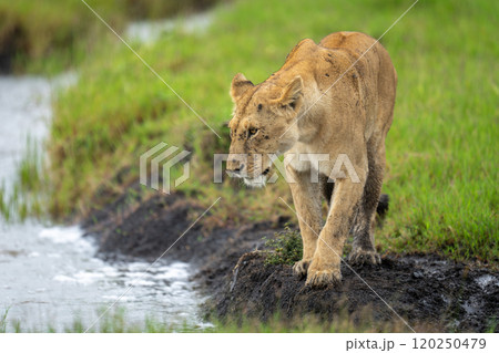 Lioness stands looking over stream in savannah 120250479