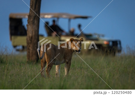 Lioness stands near jeep parked by tree Lioness stands near jeep parked by tree 120250480
