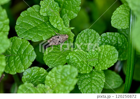 ヒシバッタ類 120250872